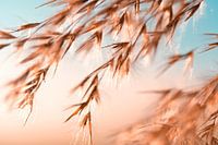 Goldene Schilfrohrfedern