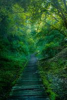 Ein Holzpfad schlängelt sich durch einen grünen Wald