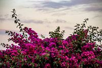 Nature colorée à Lanzarote