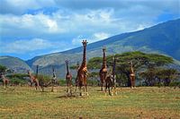 Herd of giraffes on the foothills of Ngorogoro Crater