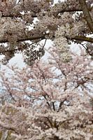 Fleur de cerisier du Japon/ Sakura