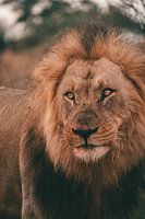 Close-up of a lion during safari in Botswana