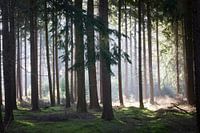 Misty between the tree