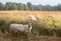 Garde de moutons sur la lande dans la Baronnie de Breda