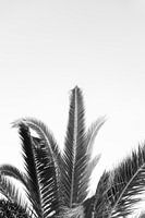 Palme Schwarz-Weiß-Foto im dokumentarischen Stil