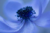 blue flower
