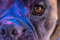 Bobbie the Boxer in a Colour Explosion