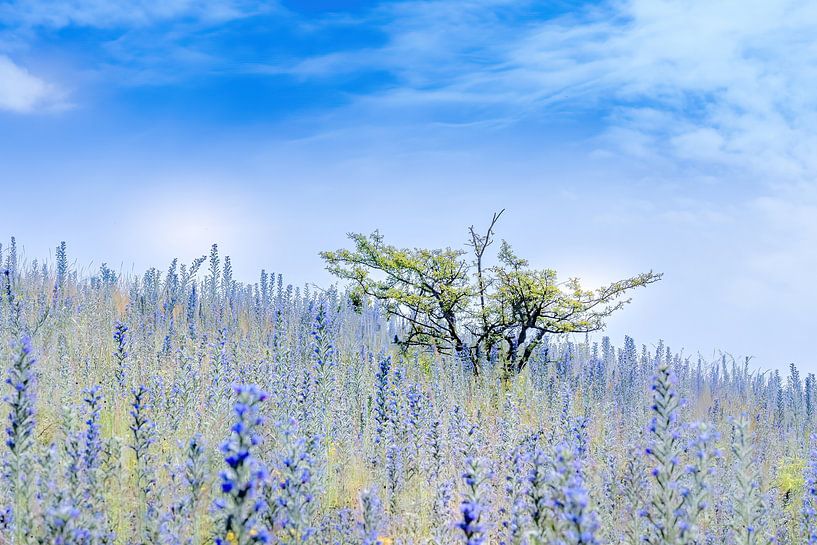 Schönes Blau von Hennie Zeij