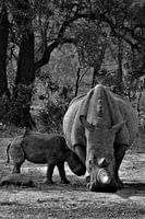 rhinoceros and baby