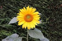 Sonnenblume auf Koniferenhecke
