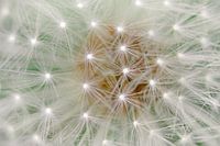 dendelion clock / blowball