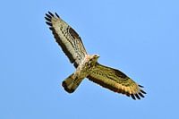 Wespenbussard im Flug