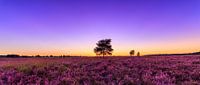 Purple Sunset - Ginkelse Heide