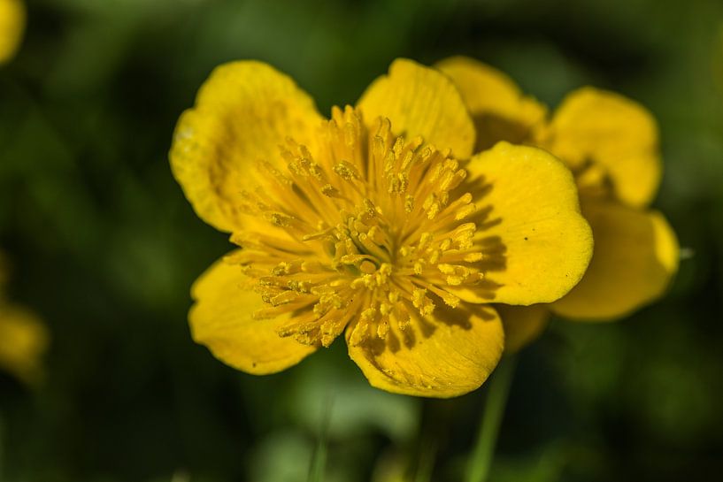 Nahaufnahme von Bart Liesenborgs