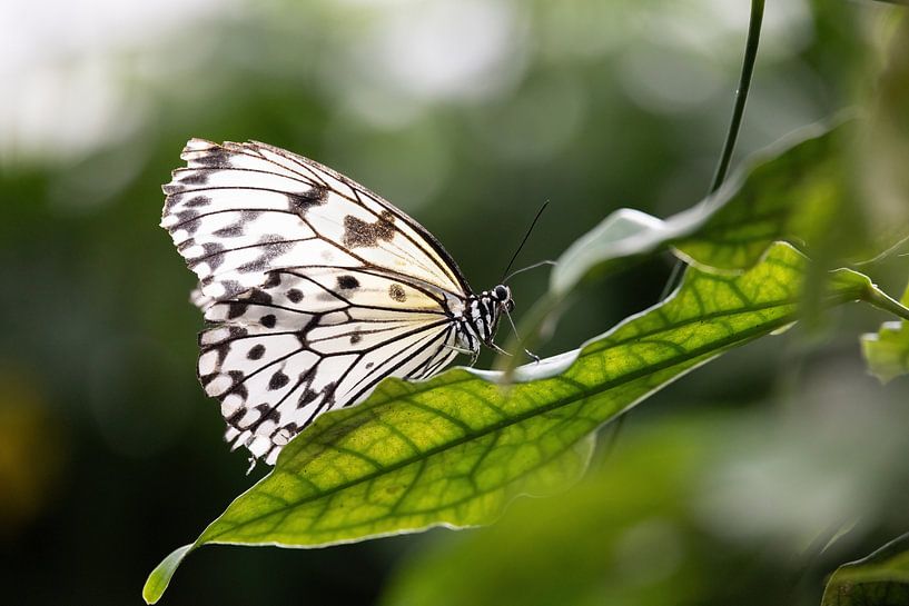Paper butterfly. by Janny Beimers