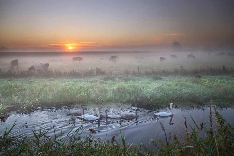 Famille de cygnes dans une rivière traversant un champ avec des vaches à l'aube, Hollande par Olha Rohulya