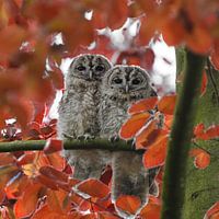 Torchères en décor berbère rouge
