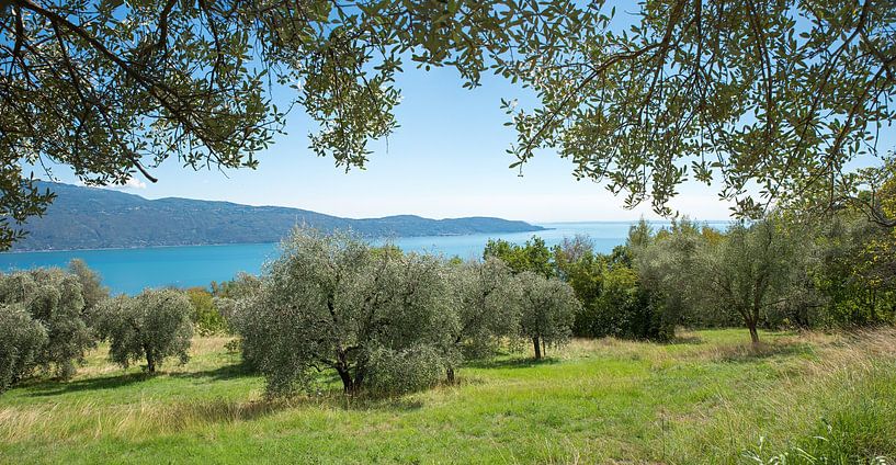 Olivenhain oberhalb vom Gardasee von SusaZoom