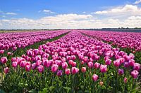 Tulip field Julianadorp