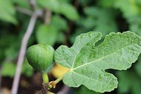 Figue avec de belles feuilles