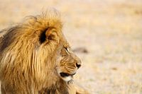 Lion, Parc national du Hwange