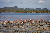 Bonaire, le joyau tropical des Caraïbes