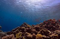 The Big Blue with coral