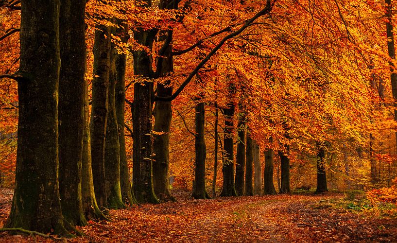 Nunspeet Pasopweg by Karel Frieswijk