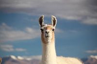Lama mit dem bolivianischen Altiplano im Hintergrund