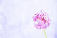 the lonely purple flower