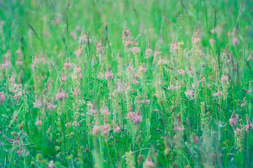 Esparsette by Claudia Moeckel