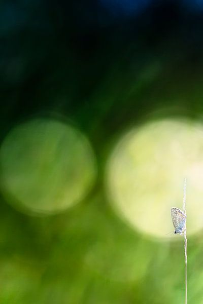 Geräuschlos Sitzen von Bob Daalder