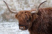Scottish Highlander in the snow - portret