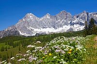 Flower magic on the Dachstein