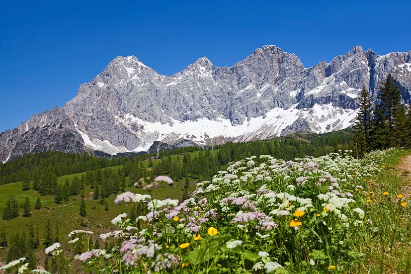 Flower magic on the Dachstein by Christa Kramer
