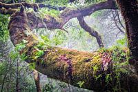 Een tak begroeid met mos en planten