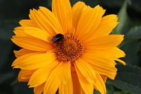 Ringelblume mit Gast