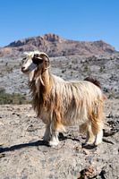 Chèvre à poil long dans les montagnes d'Oman