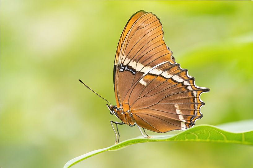 Tropical butterfly by Elles Rijsdijk