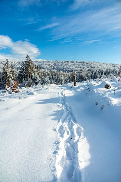 Kleine Winterwanderung im runde um den verschneiten Inselsberg bei Brotterode - Thüringen - Deutschland von Oliver Hlavaty