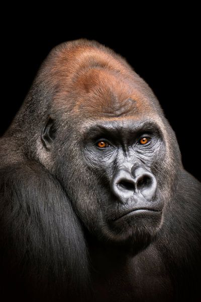 Gorilla Man Head Portrait by Mario Plechaty Photography