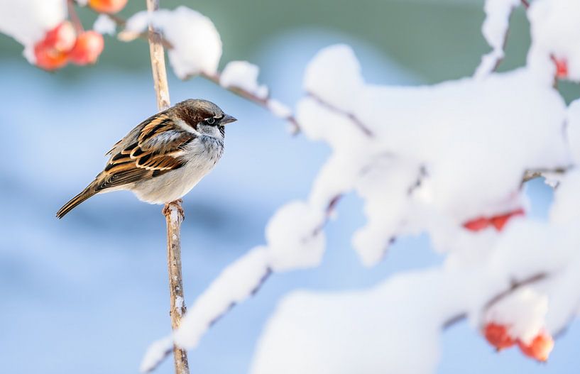 Gros plan d'un moineau domestique sur un arbre couvert de neige par ManfredFotos