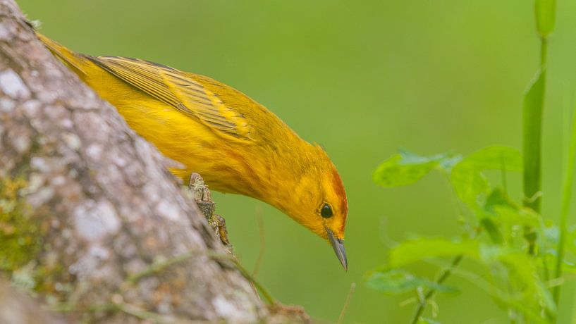 Yellow singer by Maarten Verhees