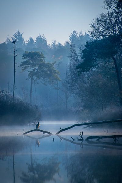 Bleu Magic - Oisterwijker Niedermoor von Robin Gooijers | Fotografie
