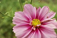 Cosmea, Aster mexicain