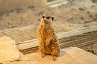 Meerkat