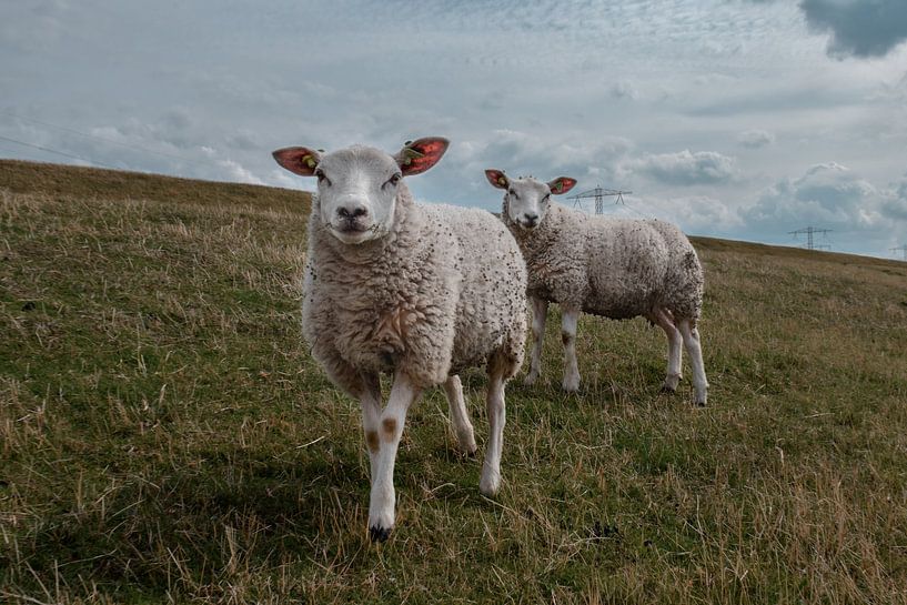 Schapen in de weide par Kim de Been