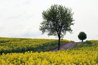 Boom met pad in de lente