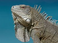 Iguane en bleu.