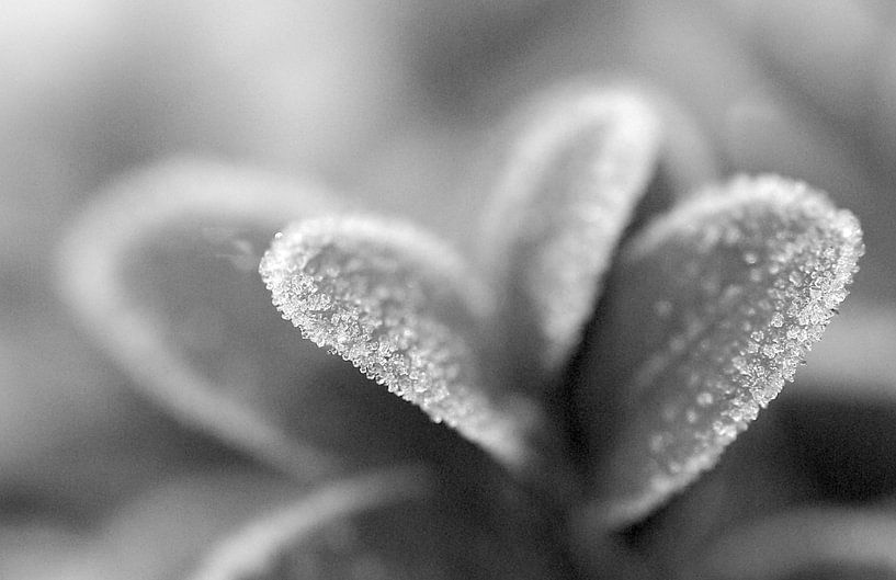 Cold morning van Monique Dijkgraaf